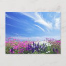 Search for dianthus postcards Nature