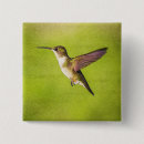 Search for hummingbird badges Ruby throated hummingbird