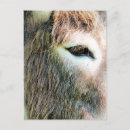Search for donkeys postcards Cute