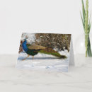 Search for peacock thank you cards Peafowl