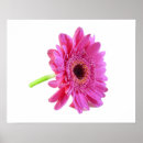 Search for gerber daisies art Pink