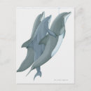 Search for bottlenose postcards Outdoors