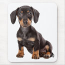 Search for dachshund mousepads Puppies