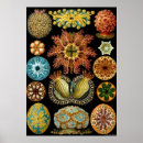 Search for ernst haeckel posters Marine life