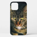 Search for cats photography Wildlife