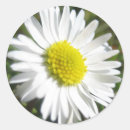 Search for aster flower stickers Yellow