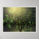 Search for japanese maple tree Green