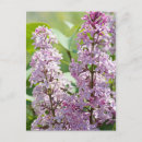 Search for lilacs postcards For her