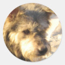 Search for beach dog stickers Puppy