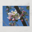 Search for easter party postcards Botanical