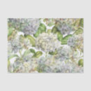 Search for lavender blue Hydrangea