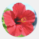 Search for red hibiscus stickers Flowers