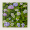 Search for hydrangea photography Garden