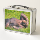 Search for chimpanzee photography Wildlife
