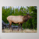 Search for elk lake posters Yellowstone national park