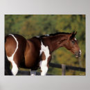 Search for horse breed posters Pinto