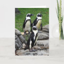 Search for black and white penguin postcards Wildlife