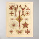 Search for urchin posters Ocean