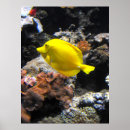 Search for yellow fish posters Tropical