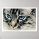 Search for birman cat Blue eyes