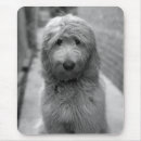 Search for mixed breed electronics Puppy