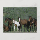 Search for mustang wild horses postcards Equestrian
