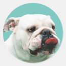 Search for white bulldog stickers Dog lovers