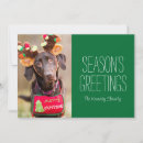 Search for chocolate labrador christmas cards Pets