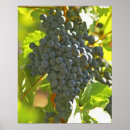 Search for cabernet posters Vineyard