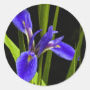 Search for blue iris stickers Garden
