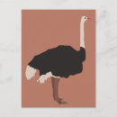 Search for ostrich postcards Emu