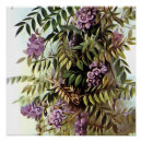 Search for wisteria posters Botanical
