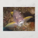 Search for up and fish postcards Swimming