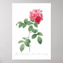 Search for redouté posters Flower