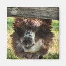 Search for loveable magnets Charming