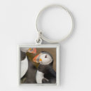 Search for puffin key rings Fratercula arctica