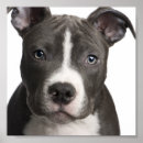 Search for pit posters Apbt