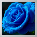 Search for rose blue posters Nature