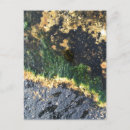 Search for maine postcards Old orchard beach