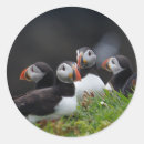 Search for puffin stickers Wild