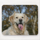 Search for dog coat mousepads Golden retriever