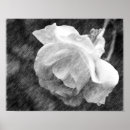 Search for pencil flower drawing posters Floral