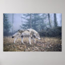 Search for wolf pictures posters Wildlife