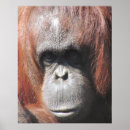 Search for ape pics posters Orangutan