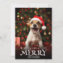 Search for jack russell christmas cards Funny