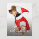 Search for length cards Dog