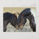 Search for horse postcards Wild horses