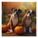 Search for boxer puppy posters Animal