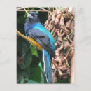 Search for tail feathers postcards Beautiful