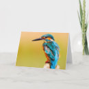 Search for kingfisher cards Blue